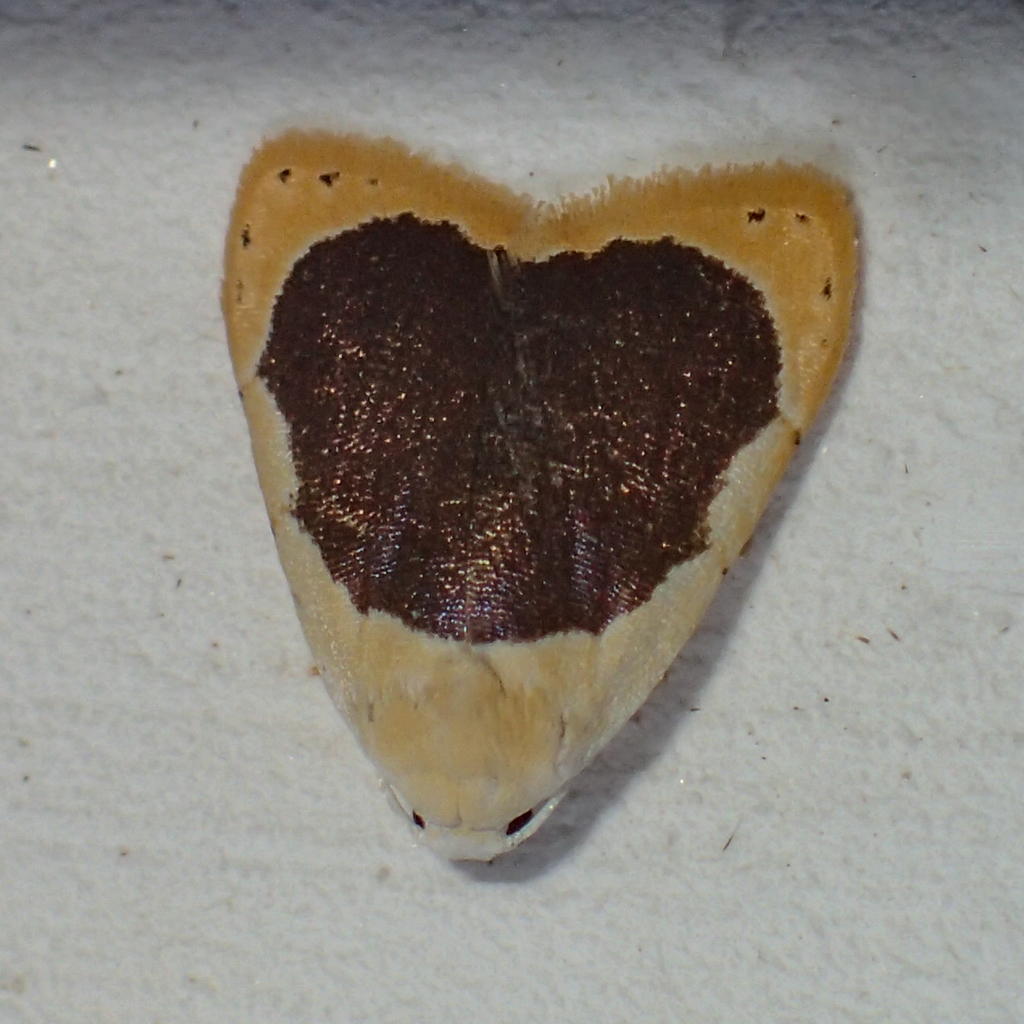 Diduga amoenusa