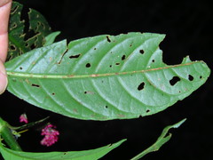 Odontonema callistachyum