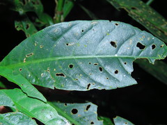 Odontonema callistachyum