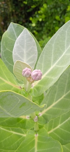 Calotropis gigantea image