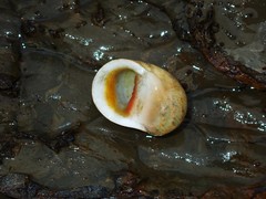 Nerita erythrostoma