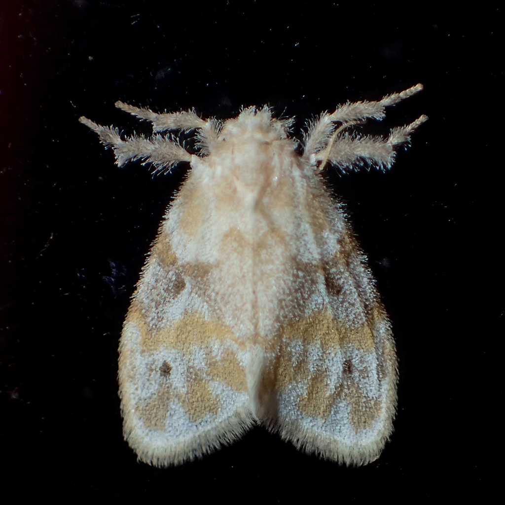 Nudaria diaphanella