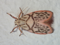 Miltochrista irregularis