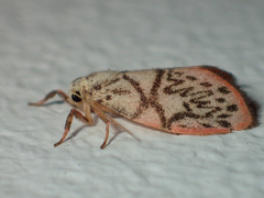 Miltochrista irregularis