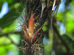 Tillandsia leiboldiana