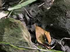 Hydrophylax bahuvistara