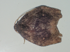 Macaduma
