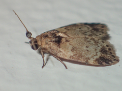 Utriculofera endaurompinata