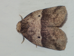 Eugoa bipuncta