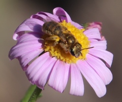Felicia erigeroides