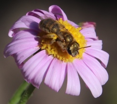 Felicia erigeroides