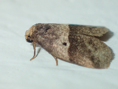 Eugoa bipuncta