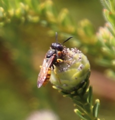 Philanthus triangulum diadema