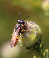 Philanthus triangulum diadema