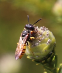 Philanthus triangulum diadema