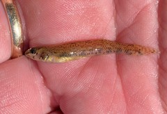 Etheostoma stigmaeum