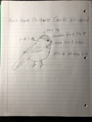 Poecile atricapillus