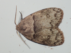 Diduga annulata