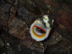 Nerita erythrostoma