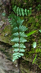 Cheilanthes chusana
