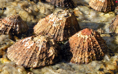 Scutellastra granularis