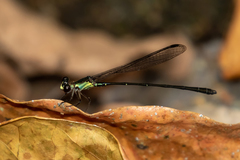 Lestoidea
