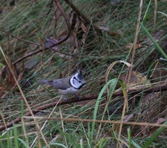 Lophophanes cristatus