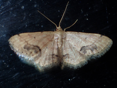 Idaea chotaria