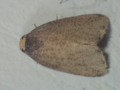 Eugoa uniformis