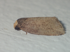 Eugoa uniformis