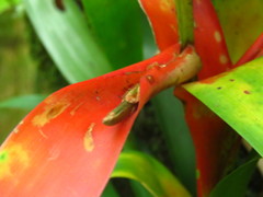 Tillandsia leiboldiana