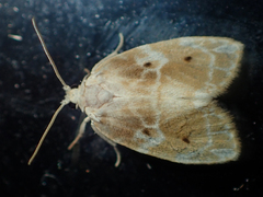 Schistophleps bipuncta