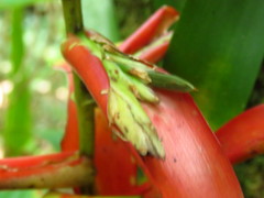 Tillandsia leiboldiana