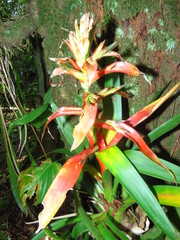 Tillandsia leiboldiana