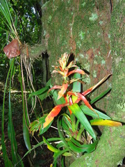 Tillandsia leiboldiana