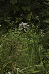 Cicuta virosa