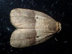 Eugoa bipuncta