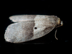 Eugoa bipuncta