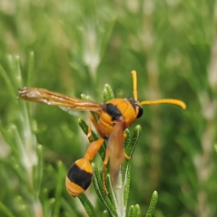 Delta bicinctum