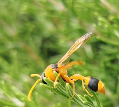 Delta bicinctum