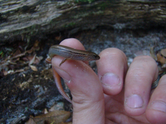 Calyptotis lepidorostrum