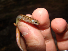 Calyptotis lepidorostrum