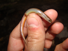 Calyptotis lepidorostrum