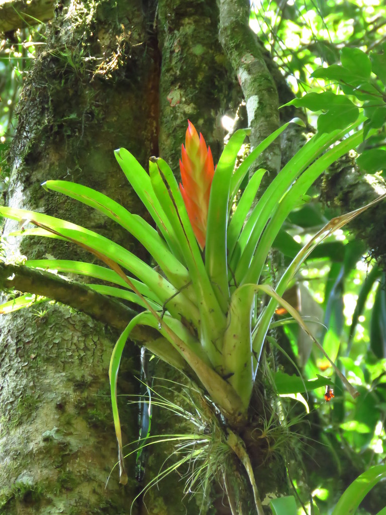 Airplants