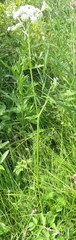 Ostericum palustre