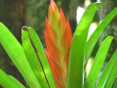 Tillandsia multicaulis