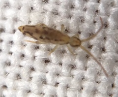 Entomobrya intermedia