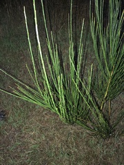 Cytisus scoparius