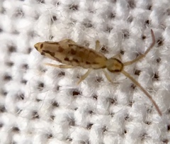 Entomobrya intermedia