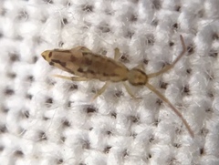 Entomobrya intermedia